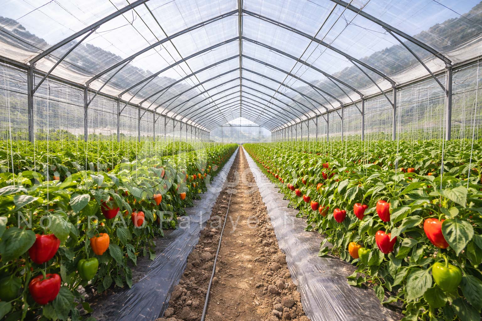 فروش سازه گلخانه | قیمت مستقیم کارخانه + طراحی مهندسی و نصب تخصصی