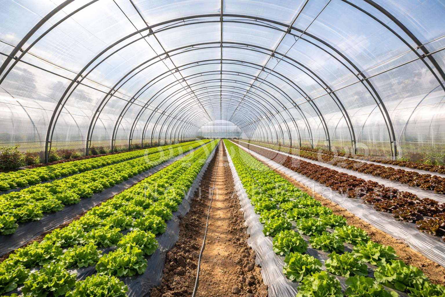 فروش، اجرا و نصب سازه گلخانه | از طراحی مهندسی تا تحویل نهایی پروژه